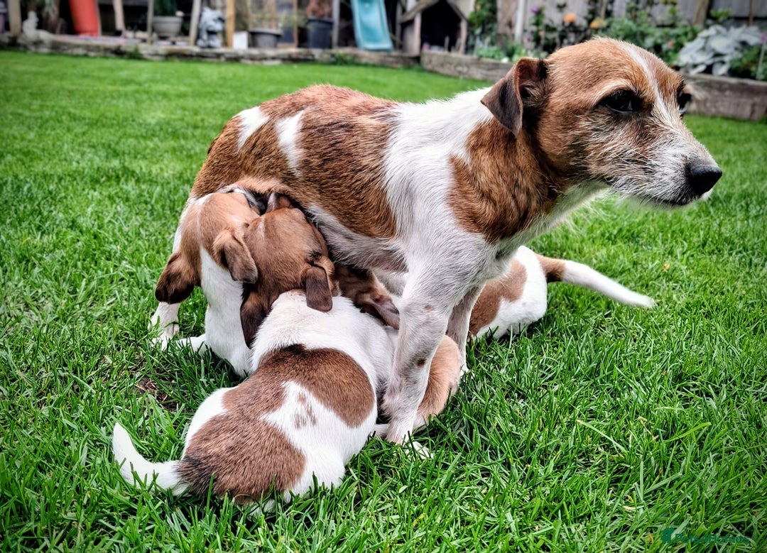 Jack Russell dogs for sale: Beautiful girls - Image 5