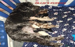 Poodle dogs for stud: FULLY HEALTH TESTED MOYEN POODLE STUD! in Kettering - Image 34