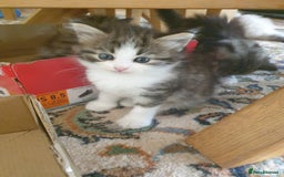 Siberian cats for sale: Pure gorgeous Siberian Kittens, Hypoallergenic - Image 32