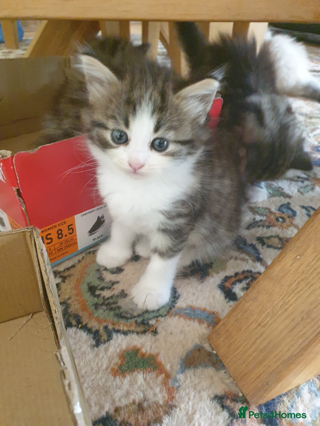 Siberian cats for sale: Pure gorgeous Siberian Kittens, Hypoallergenic - Image 32