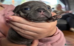 French Bulldog dogs for sale: French bulldog puppies  - Image 12