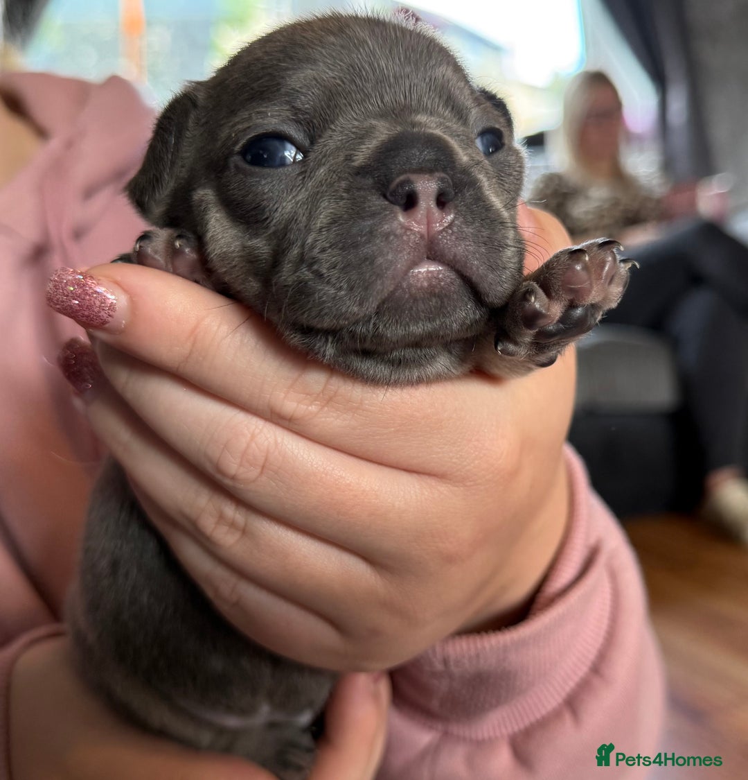 French Bulldog dogs for sale: French bulldog puppies  - Image 12