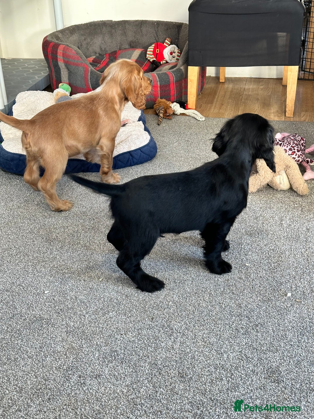 Cocker Spaniel dogs for sale: Beautiful show type boys only - Advert 13