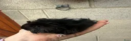 Guinea Pig rodents for sale: Gorgeous Guniea Pigs  - Advert 8