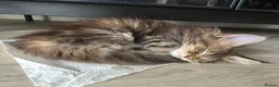 Maine Coon cats for sale: Pure Breed Mainecoon Therapy Kittens - Advert 9