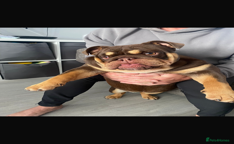 English Bulldog dogs - Advert 2