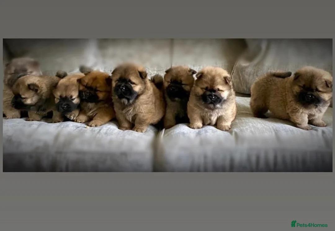 Chow Chow dogs for stud: *HOGAN*THICK RED RUSSIAN CHAMPION very well proven in Cheltenham - Advert 15