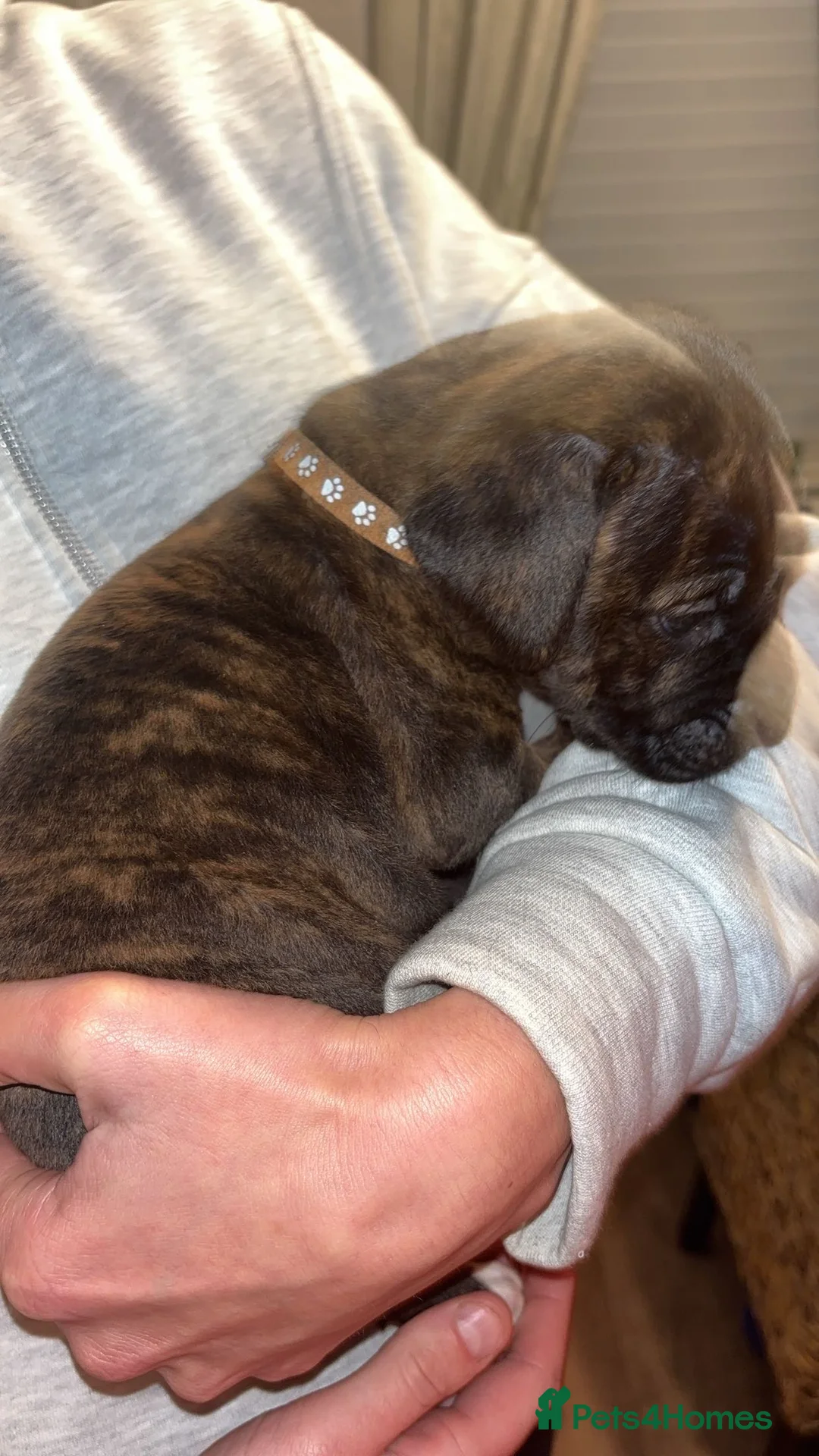 Mixed Breed dogs for sale: Stunning Cane Corso x Presa Canario Puppies  - Advert 6