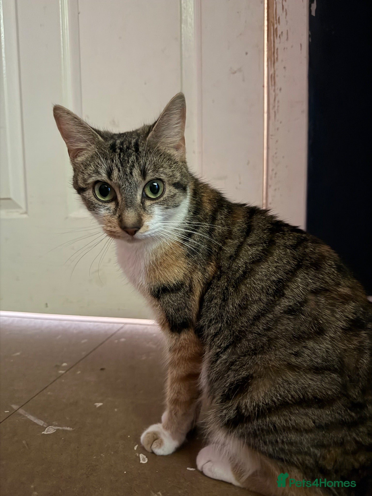 Mixed Breed cats 🐾Kittens Looking for Their New Forever Homes!!🐾 - Advert 1