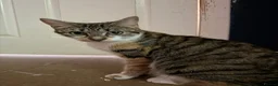 Mixed Breed cats for sale: 🐾Kittens Looking for Their New Forever Homes!!🐾 in Alexandria - Advert 1