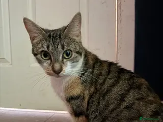 Mixed Breed cats 🐾Kittens Looking for Their New Forever Homes!!🐾 - Advert 1