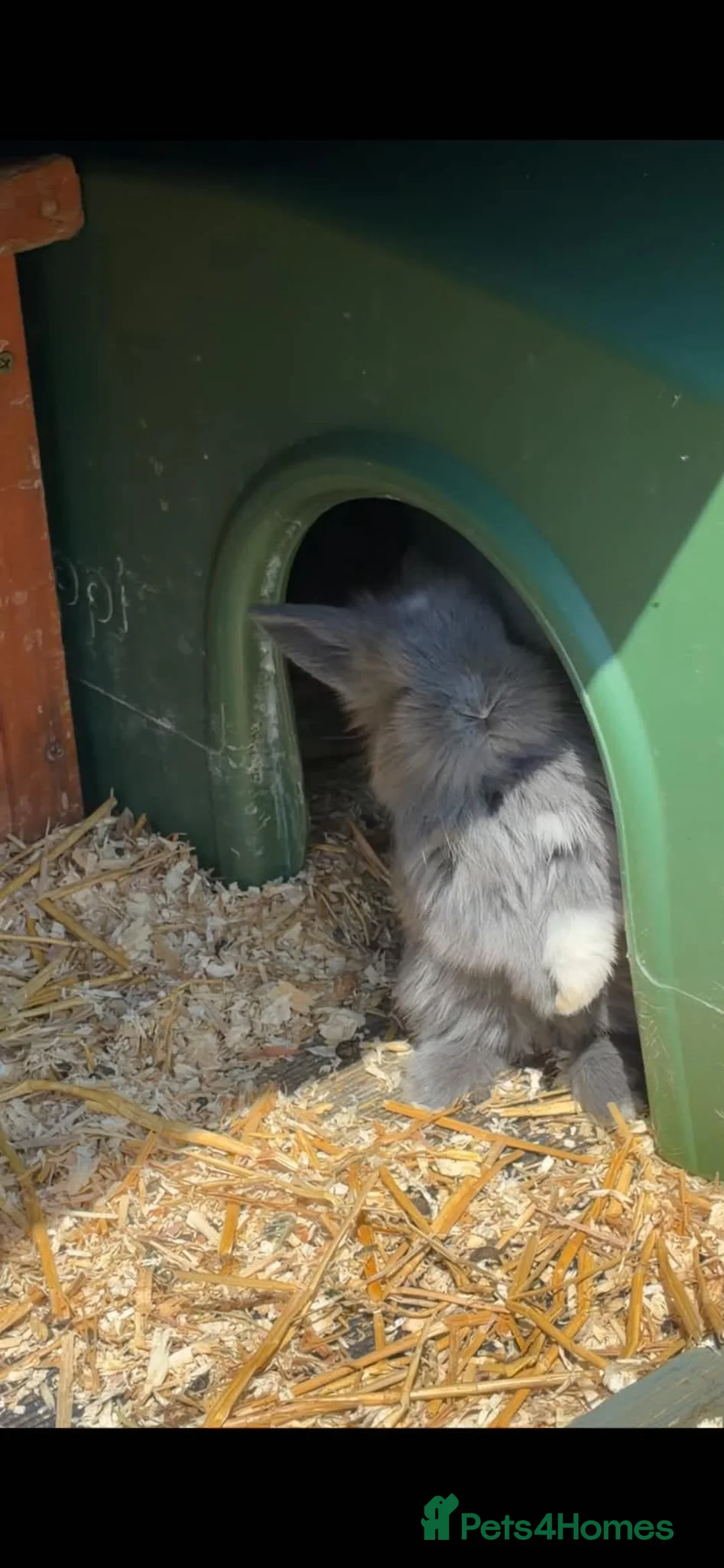 Mini Lion Lop rabbits for sale: Lionhead and lop babies  in Manchester - Advert 2