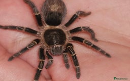 Tarantulas invertebrates for sale: Grammostola pulchripes with set up  - Image 1