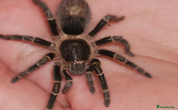 Tarantulas invertebrates - Advert 1