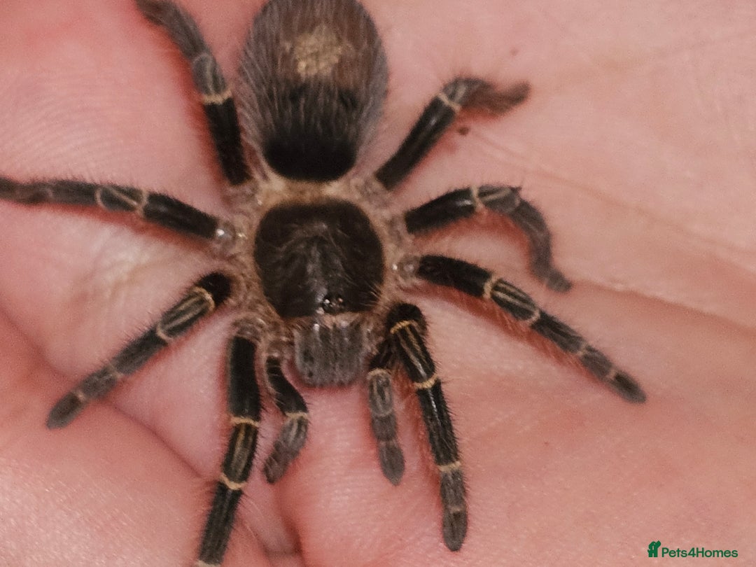 Tarantulas invertebrates for sale: Grammostola pulchripes with set up  - Image 1