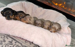 Dachshund dogs for sale: Dachshund puppies - Image 13