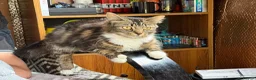 Mixed Breed cats for sale: Girl kitten ready for her forever home  - Advert 3