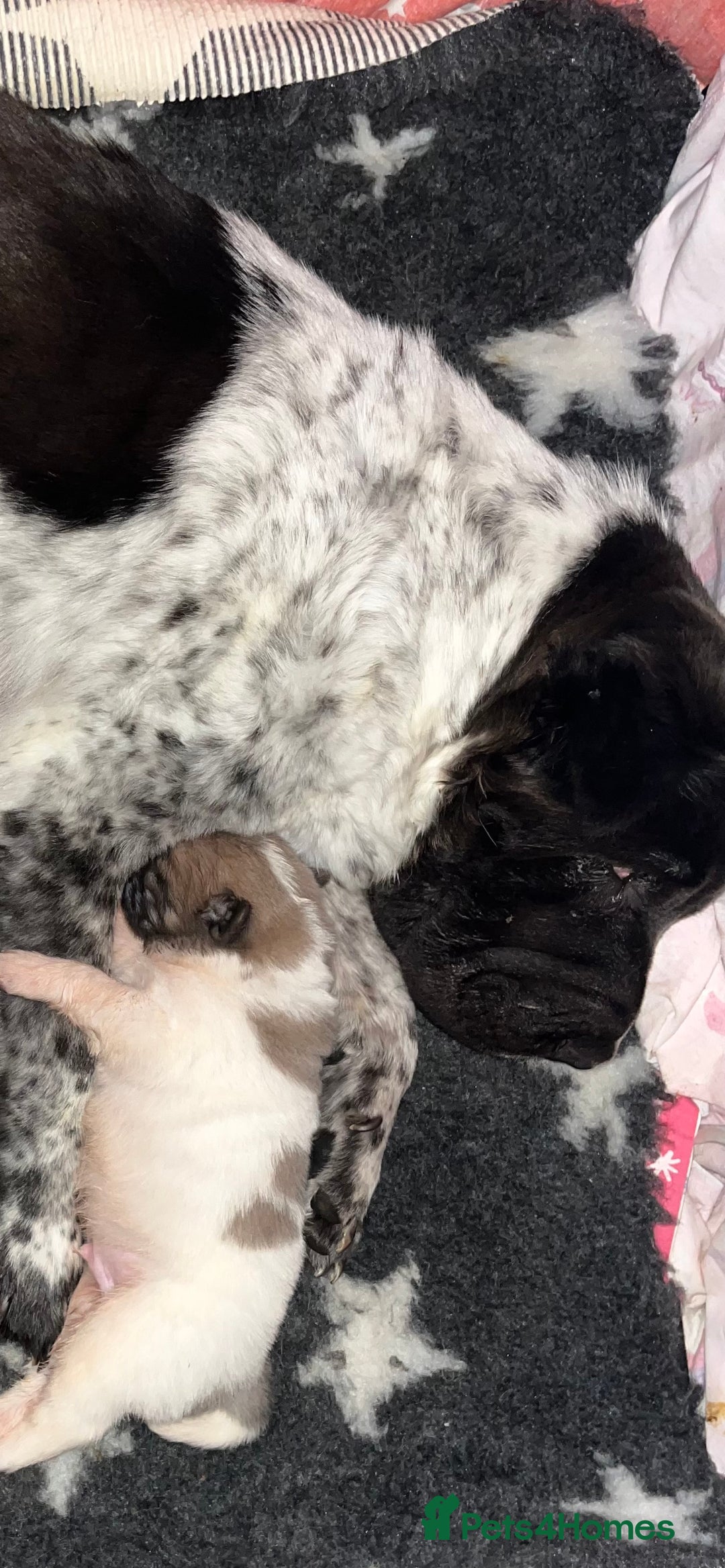 Shar Pei dogs for sale: Amazing flower bear coat !!!  - Advert 10