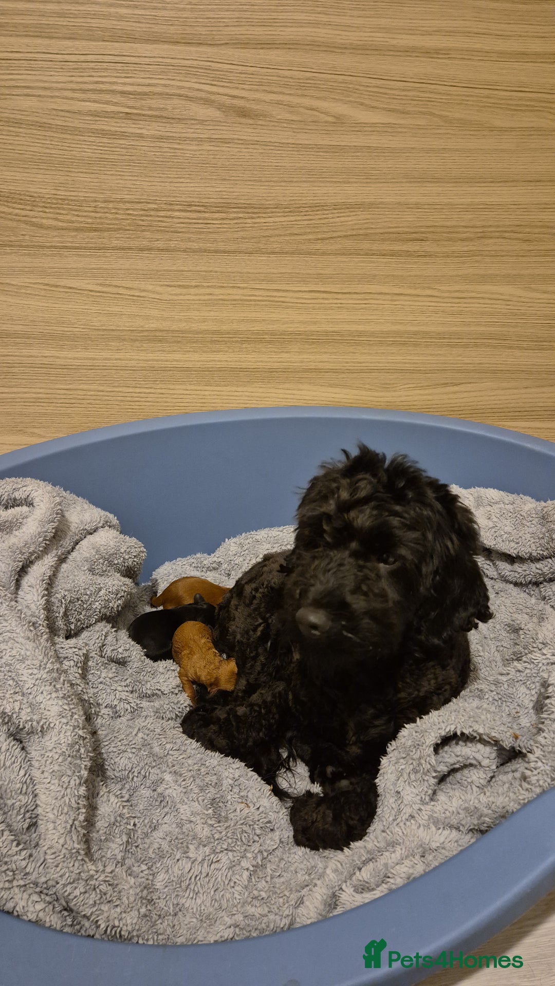 Cockapoo dogs for sale: F2 cockerpoo puppies  - Image 3