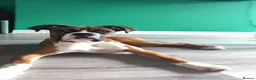Boxer dogs for stud: 🐾 STUD DOG AVAILABLE 🐾 - Advert 2