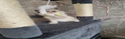 Ragdoll cats for sale: Lovely Ragdoll looking for home - Advert 6