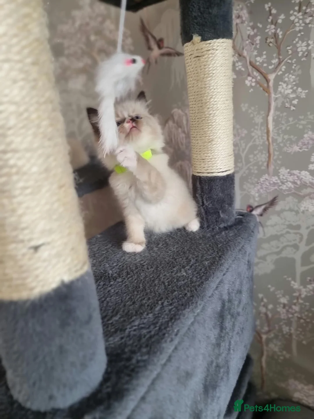 Ragdoll cats for sale: Lovely Ragdoll looking for home - Advert 6