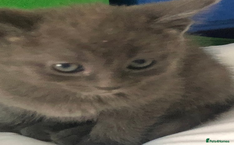 British Shorthair cats - Advert 15