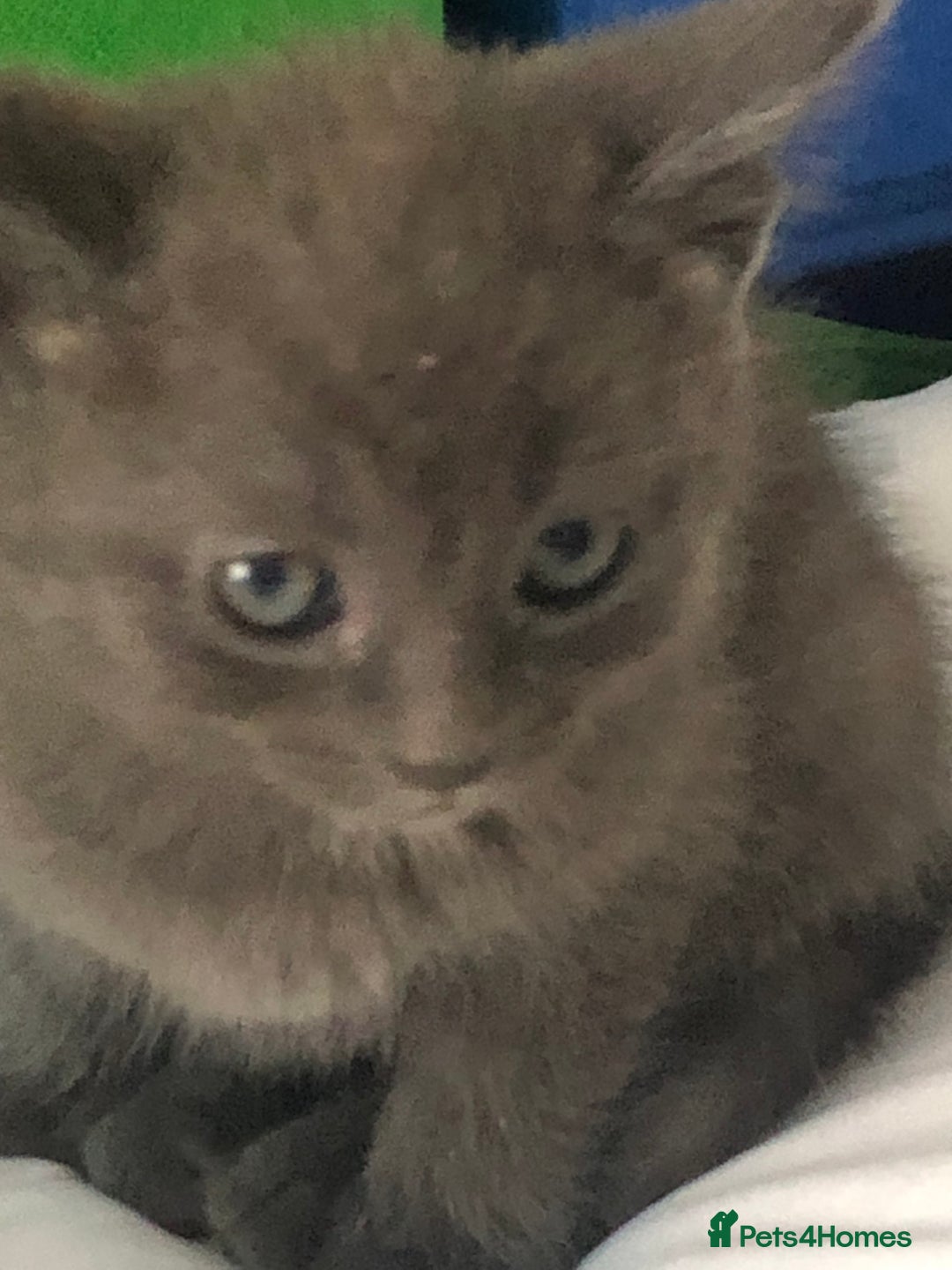 British Shorthair cats for sale: Shorthair x Maincoon kittens for sale - Image 1