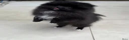 Pomeranian dogs for sale: Black Pomeranian puppy girl  - Advert 5