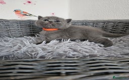 British Shorthair cats for sale: Gccf British Shorthair kittens  - Image 4