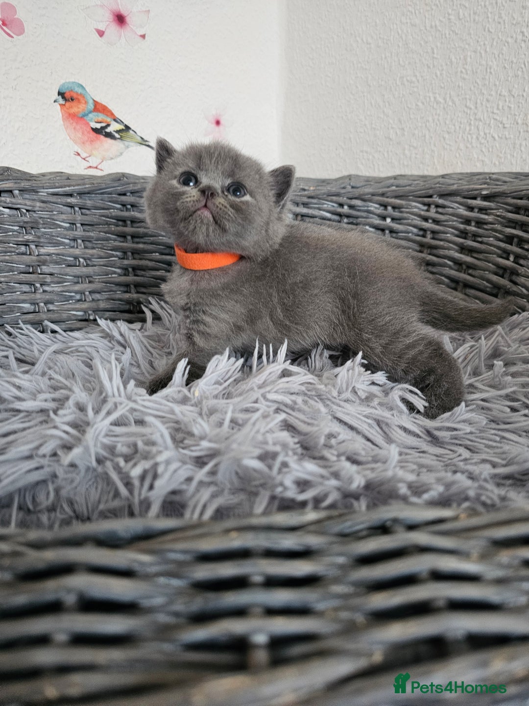 British Shorthair cats for sale: Gccf British Shorthair kittens  - Image 4