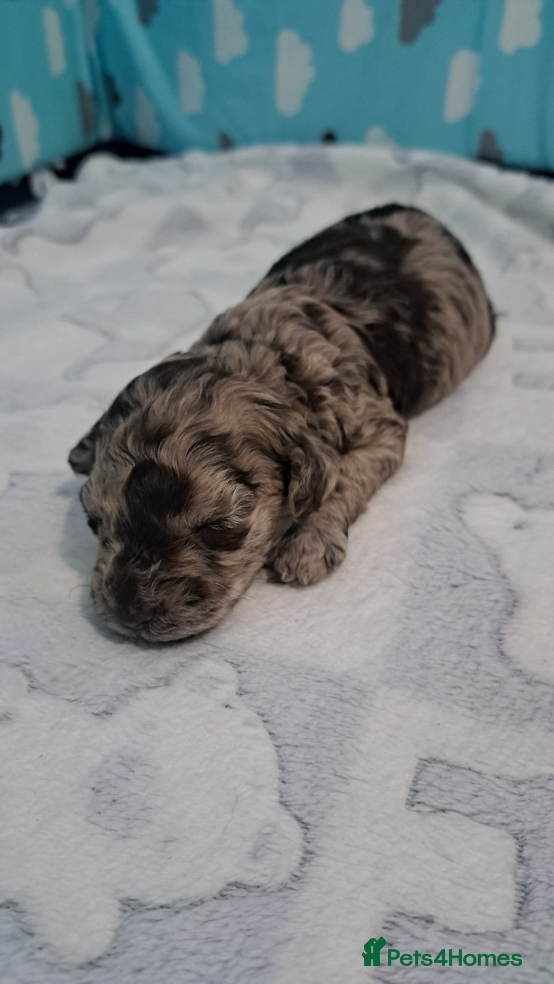 Miniature Poodle dogs for sale: Mini poodle puppies  - Image 3