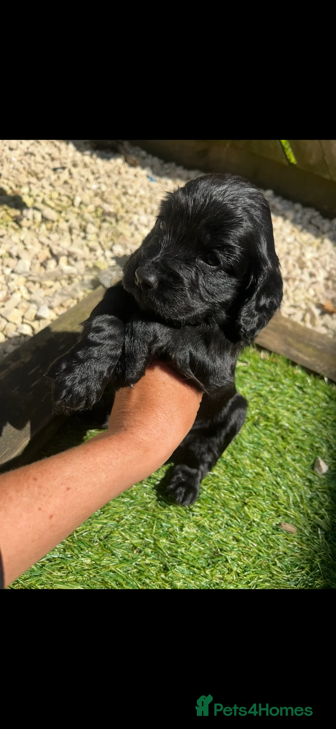 Cocker Spaniel dogs for sale: Beautiful KC registered/working  cocker spaniel - Advert 7