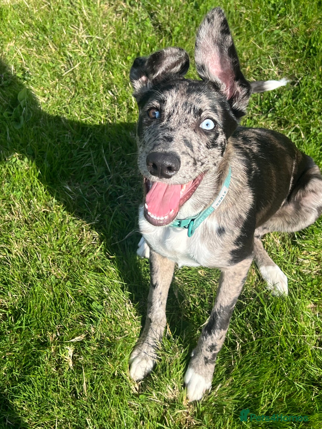 Lurcher dogs for stud: Collie x Whippet Stud  - Image 13