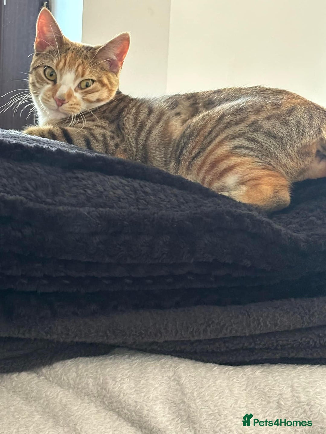 Mixed Breed cats for sale: Kittens  - Image 4