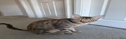 Savannah cats for sale: Savannah Cat - Advert 4