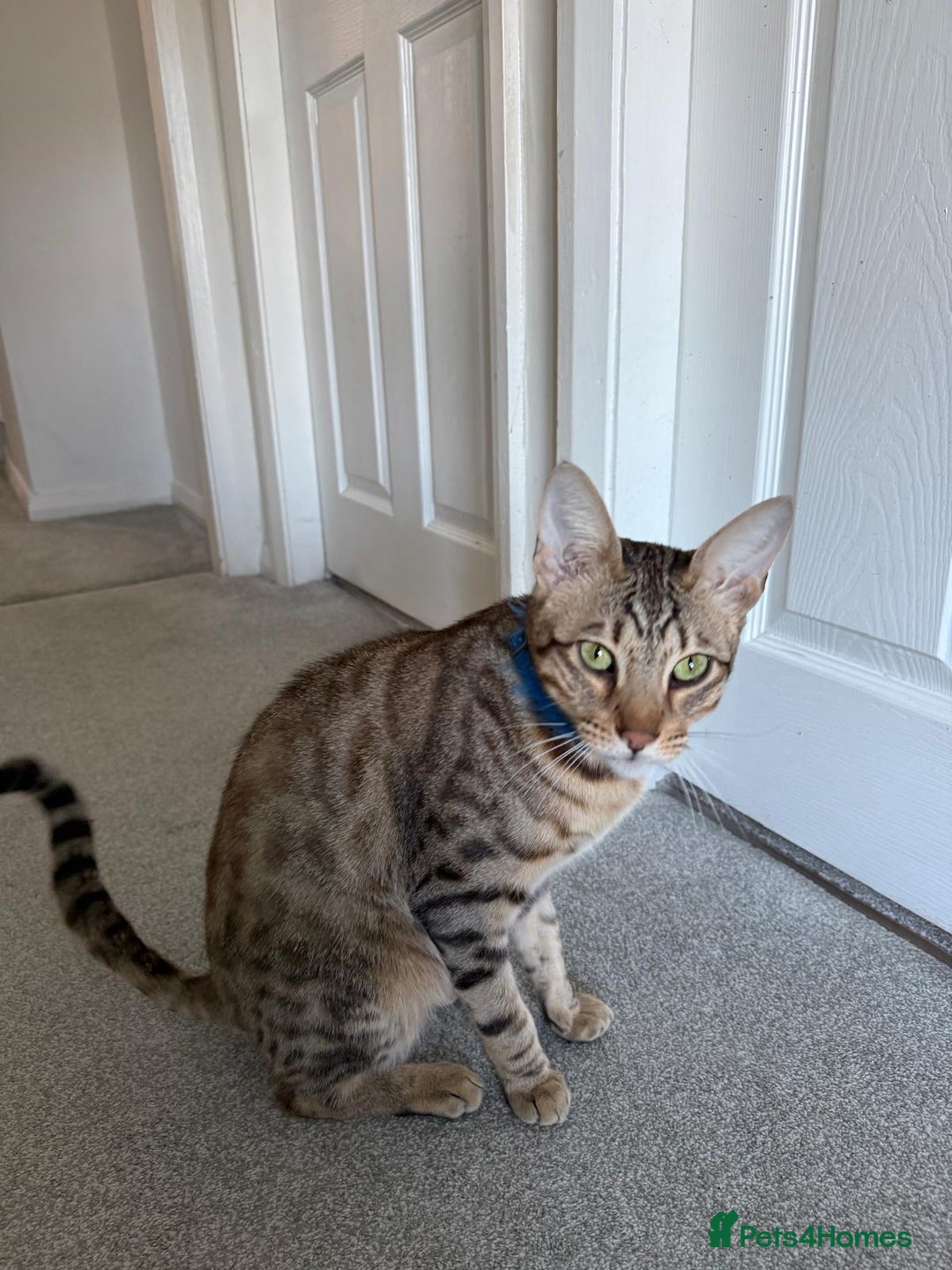 Savannah cats for sale: Savannah Cat - Advert 4