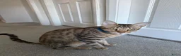 Savannah cats for sale: Savannah Cat - Advert 4