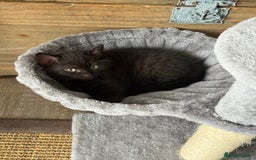Mixed Breed cats for sale: Beautiful Chocolate Boy - Image 3