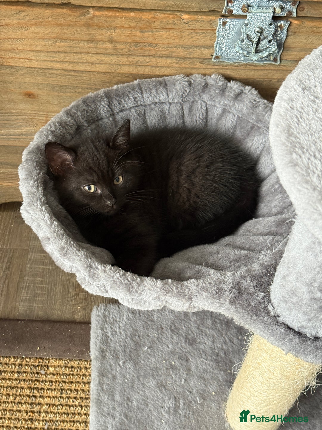 Mixed Breed cats for sale: Beautiful Chocolate Boy - Image 3