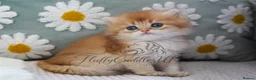 British Longhair cats for sale: TICA Exceptional Pedigree Golden British Kittens - Advert 20