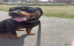 Rottweiler dogs for sale: Cuddly, Super Friendly Rottie for Sale - Image 6