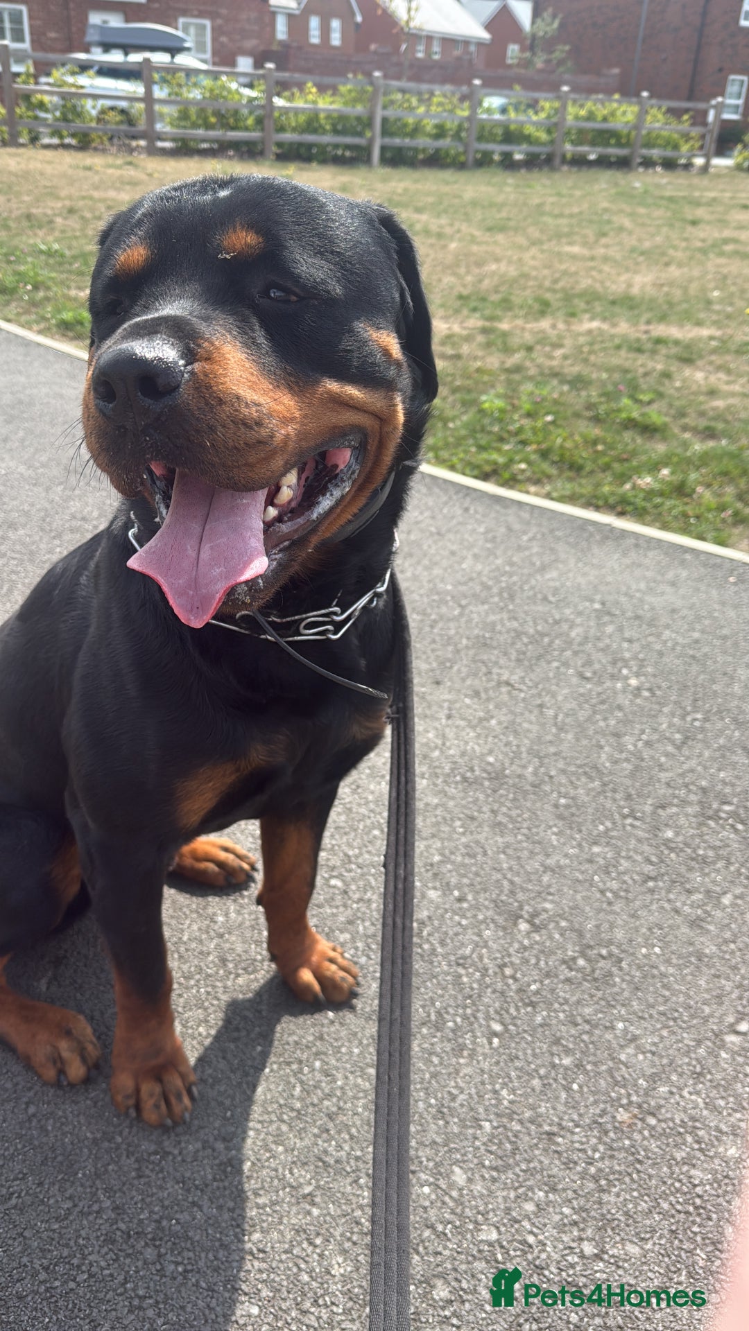 Rottweiler dogs for sale: Cuddly, Super Friendly Rottie for Sale - Image 6