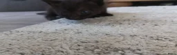 Mixed Breed cats for sale: Kittens  - Advert 5