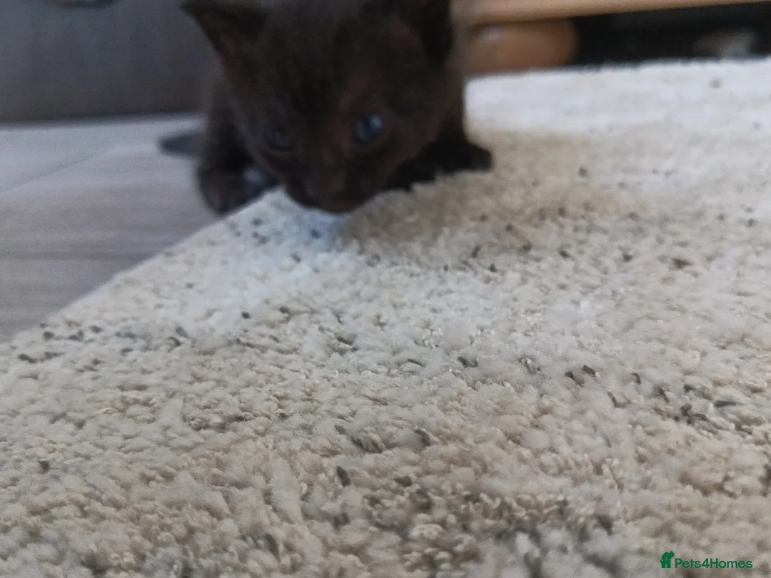 Mixed Breed cats for sale: Kittens  - Advert 5