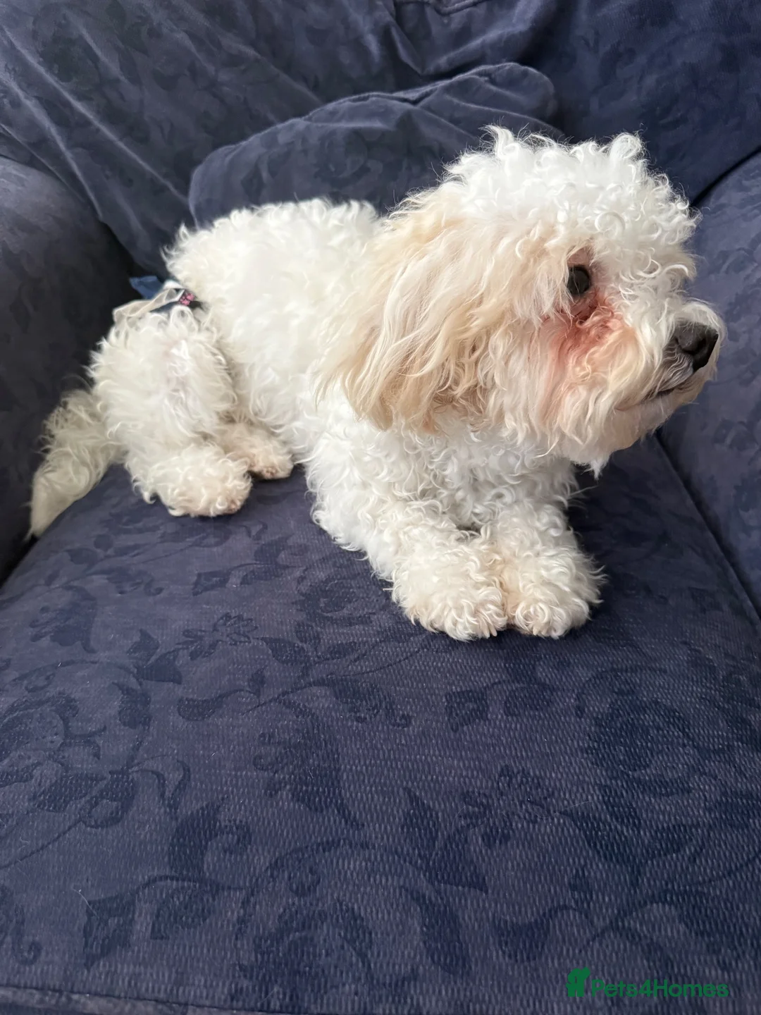 Mixed Breed dogs for sale: Bichon puppy - Advert 6