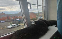 Ragdoll cats for sale: Brother & Sister 8month Ragdoll kittens for Home - Advert 5