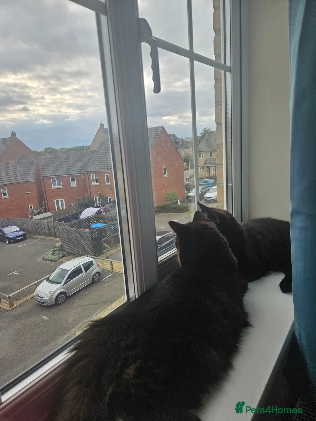 Ragdoll cats for sale: Brother & Sister 8month Ragdoll kittens for Home - Advert 5