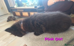 Mixed Breed cats for sale: 5 fluffy black kittens with hints of grey - Image 5