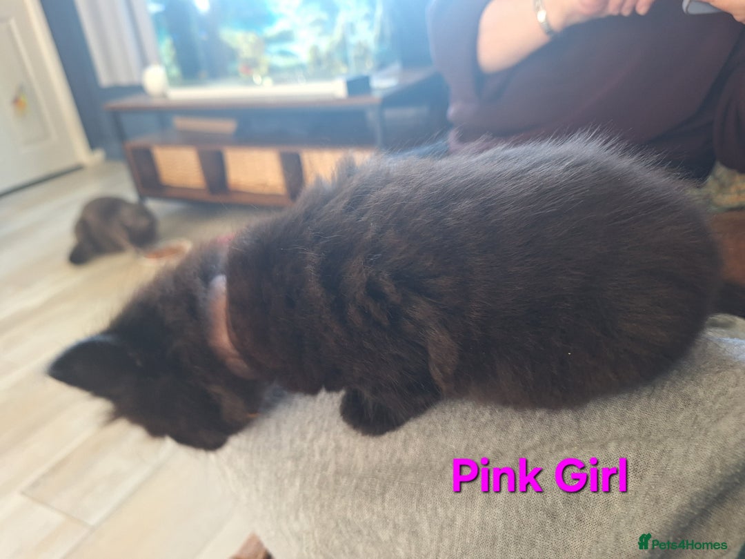 Mixed Breed cats for sale: 5 fluffy black kittens with hints of grey - Image 5